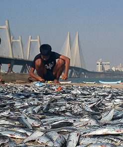 Story of the original people of Mumbai in Worli – A walk through a village in the middle of the city.