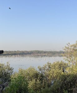 Flamingo Watching Tour